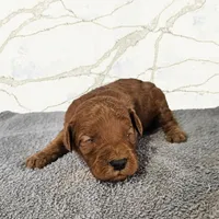 Simba, a male Miniature Goldendoodle for sale in Grand Rapids, MI – Photo 2 of 2