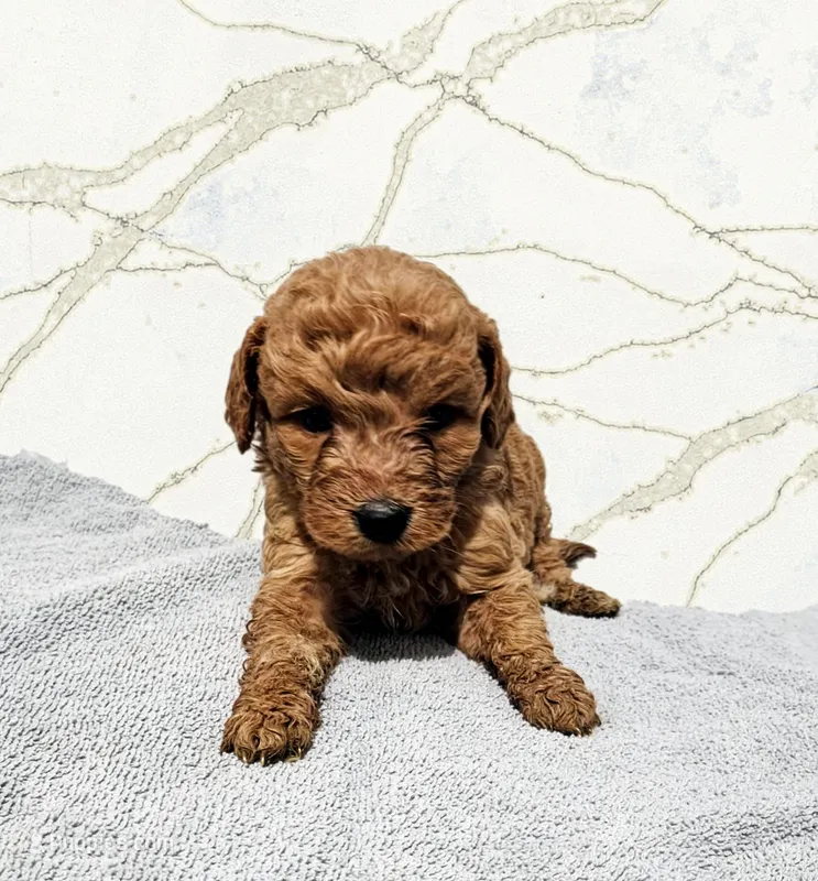 Simba – Miniature Goldendoodle puppy for sale in Grand Rapids, MI