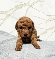 Simba, a male Miniature Goldendoodle for sale in Grand Rapids, MI – Photo 1 of 2