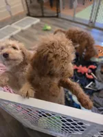 Robert, a male Miniature Goldendoodle for sale in Grand Rapids, MI – 8 of 8