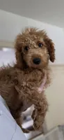 Rorry F1b, a male Miniature Goldendoodle for sale in Grand Rapids, MI – 4 of 9