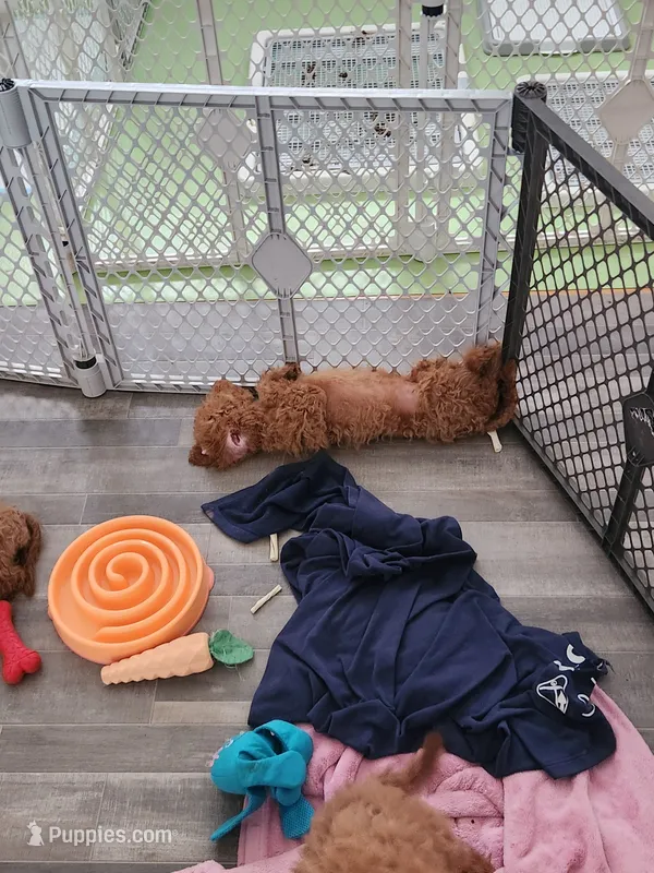 Robert – Goldendoodle puppy for sale in Grand Rapids, MI