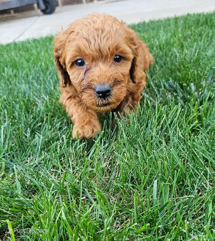 Talia – Miniature Goldendoodle puppy for sale in Grand Rapids, MI