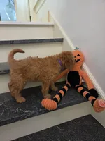 Taylor F1, a female Miniature Goldendoodle for sale in Grand Rapids, MI – 2 of 9