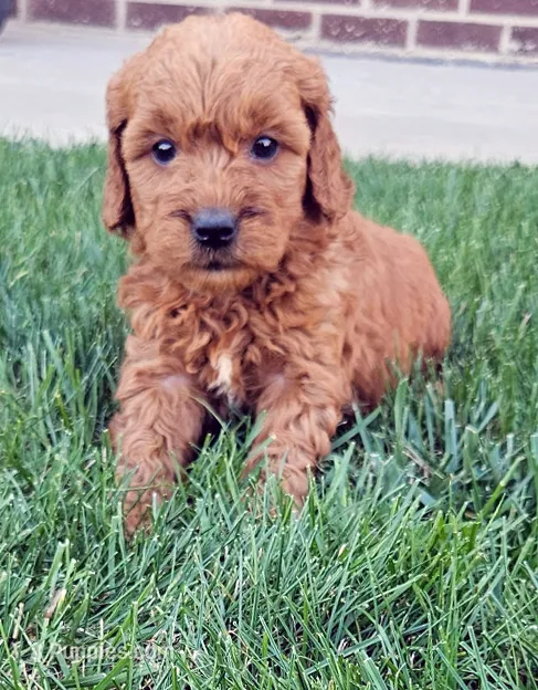 Tia – Miniature Goldendoodle puppy for sale in Grand Rapids, MI