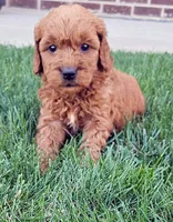 Tia, a female Goldendoodle for sale in Grand Rapids, MI – 1 of 3