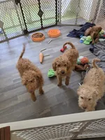 Robert, a male Miniature Goldendoodle for sale in Grand Rapids, MI – 6 of 8