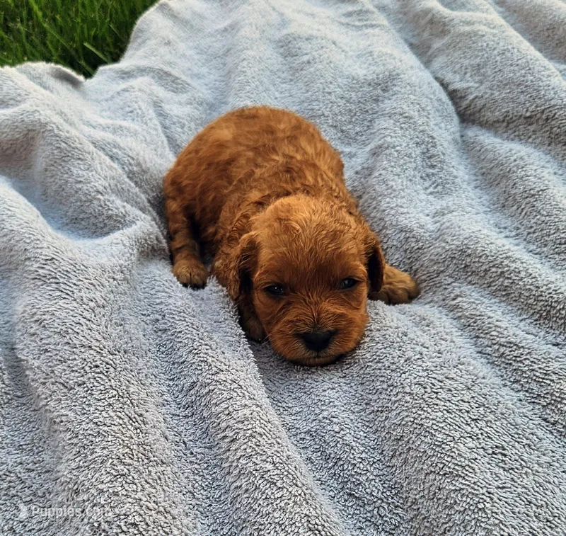 Talia – Miniature Goldendoodle puppy for sale in Grand Rapids, MI