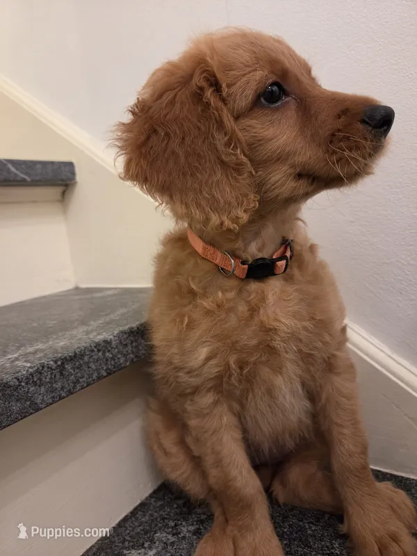 Trinity – Miniature Goldendoodle puppy for sale in Grand Rapids, MI
