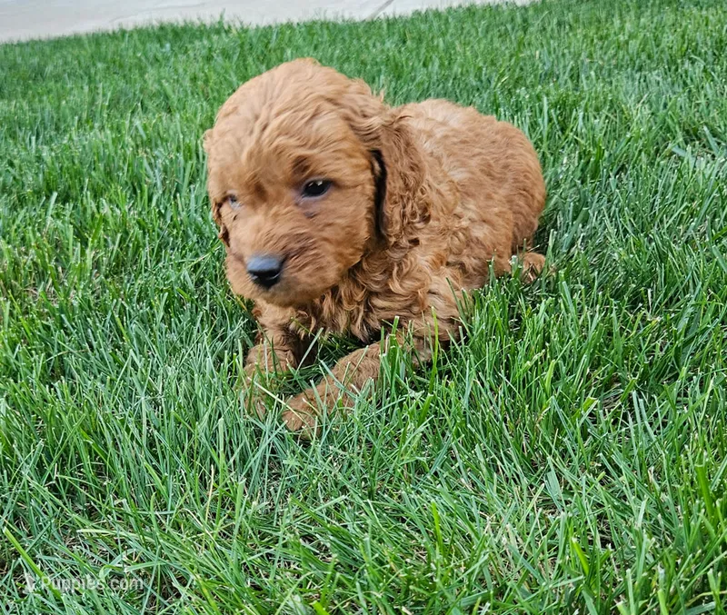 Tilly – Miniature Goldendoodle puppy for sale in Grand Rapids, MI