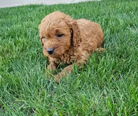 Tilly, a female Miniature Goldendoodle for sale in Grand Rapids, MI – 8 of 8