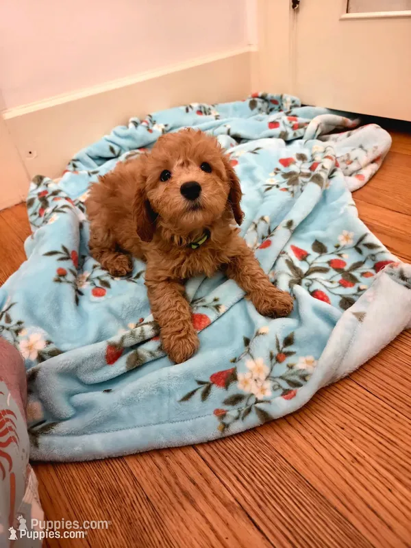 Alfie – Miniature Goldendoodle puppy for sale in Grand Rapids, MI