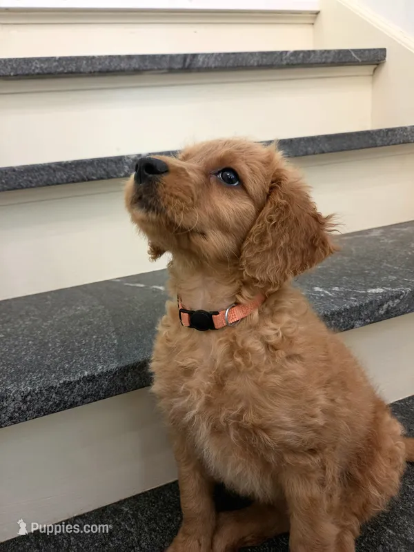 Trinity – Miniature Goldendoodle puppy for sale in Grand Rapids, MI