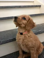 Trinity, a female Miniature Goldendoodle for sale in Grand Rapids, MI – 4 of 7