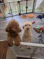Robert, a male Miniature Goldendoodle for sale in Grand Rapids, MI – 7 of 8
