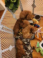 Trinity, a female Miniature Goldendoodle for sale in Grand Rapids, MI – 5 of 7