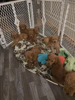 Teagan, a female Goldendoodle for sale in Grand Rapids, MI – 8 of 9