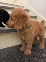 Theo, a male Miniature Goldendoodle for sale in Grand Rapids, MI – 2 of 9