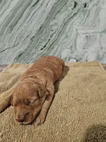 Oriana, a female Miniature Goldendoodle for sale in Grand Rapids, MI – Photo 10 of 10