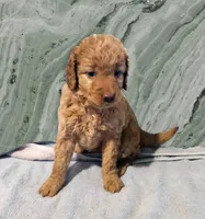 Oriana, a female Miniature Goldendoodle for sale in Grand Rapids, MI – Photo 9 of 10