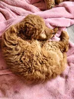 Oriana, a female Miniature Goldendoodle for sale in Grand Rapids, MI – Photo 1 of 10