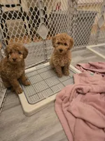 Oriana, a female Miniature Goldendoodle for sale in Grand Rapids, MI – Photo 5 of 10