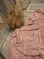 Oriana, a female Miniature Goldendoodle for sale in Grand Rapids, MI – Photo 7 of 10