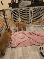 Oriana, a female Miniature Goldendoodle for sale in Grand Rapids, MI – Photo 8 of 10