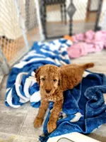 Oriana, a female Miniature Goldendoodle for sale in Grand Rapids, MI – Photo 4 of 10