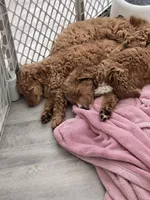 Oriana, a female Miniature Goldendoodle for sale in Grand Rapids, MI – Photo 6 of 10