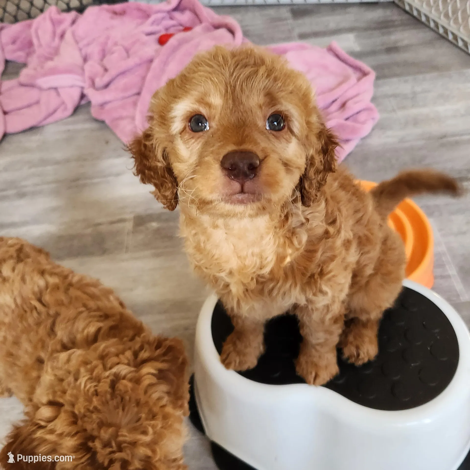 Oriana, a female Miniature Goldendoodle for sale in Grand Rapids, MI – Photo 3 of 10