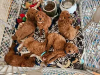 Tilly, a female Miniature Goldendoodle for sale in Grand Rapids, MI – 5 of 8
