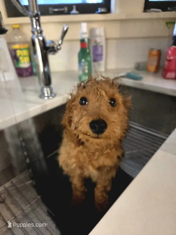 Richard F1b – Miniature Goldendoodle puppy for sale in Grand Rapids, MI