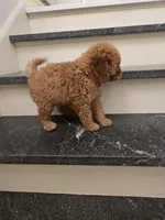 F1b Nala, a female Miniature Goldendoodle for sale in Grand Rapids, MI – Photo 3 of 10