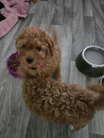 F1b Nala, a female Miniature Goldendoodle for sale in Grand Rapids, MI – Photo 10 of 10