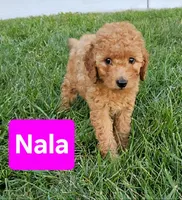 F1b Nala, a female Miniature Goldendoodle for sale in Grand Rapids, MI – Photo 2 of 10