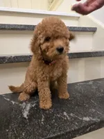F1b Nala, a female Miniature Goldendoodle for sale in Grand Rapids, MI – Photo 5 of 10