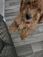 F1b Nala, a female Miniature Goldendoodle for sale in Grand Rapids, MI – Photo 9 of 10