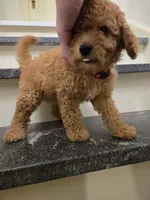 F1b Nala, a female Miniature Goldendoodle for sale in Grand Rapids, MI – Photo 1 of 10