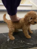 F1b Nala, a female Miniature Goldendoodle for sale in Grand Rapids, MI – Photo 8 of 10