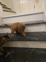 F1b Nala, a female Miniature Goldendoodle for sale in Grand Rapids, MI – Photo 7 of 10