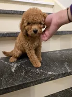 F1b Nala, a female Miniature Goldendoodle for sale in Grand Rapids, MI – Photo 4 of 10