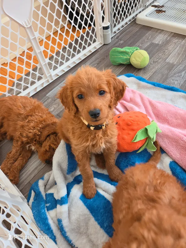 Talia – Miniature Goldendoodle puppy for sale in Grand Rapids, MI