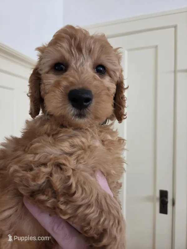 Teddy – Miniature Goldendoodle puppy for sale in Grand Rapids, MI