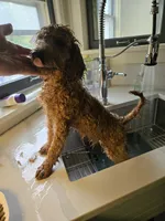Rorry F1b, a male Miniature Goldendoodle for sale in Grand Rapids, MI – 3 of 9