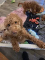 Robert, a male Goldendoodle for sale in Grand Rapids, MI – 8 of 8