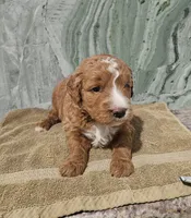 processed/00c93031-bb2e-476b-859d-81cfdf525fe6/listing/cf3cb45a-23b1-4bed-be4d-2b14fafab80e/8de8c6da-cbfa-485b-9d88-f5d3a17ffac2