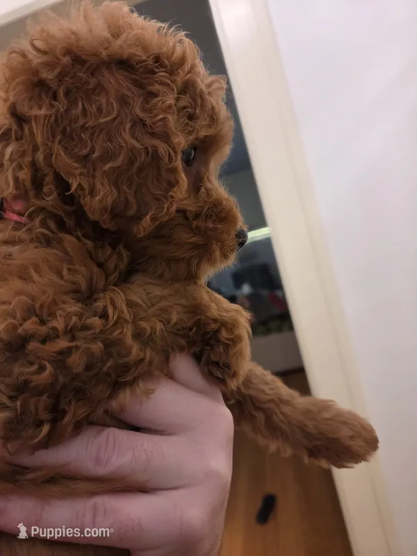 Teagan – Goldendoodle puppy for sale in Grand Rapids, MI