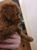 Teagan, a female Goldendoodle for sale in Grand Rapids, MI – 3 of 9
