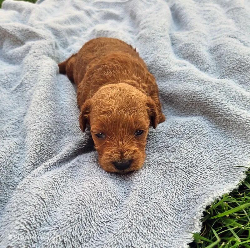 Tia – Miniature Goldendoodle puppy for sale in Grand Rapids, MI